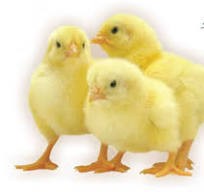 Day-old Chicks broiler