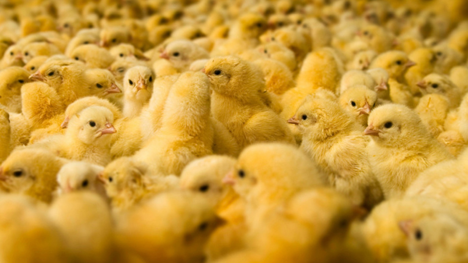 SR KUKU Day Old Chicks (51 chicks per box)